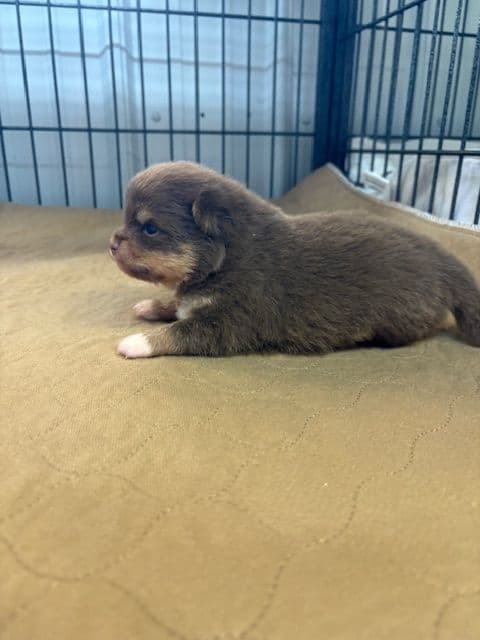 Pomeranian Puppies media 16