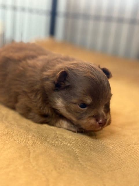 Pomeranian Puppies media 18