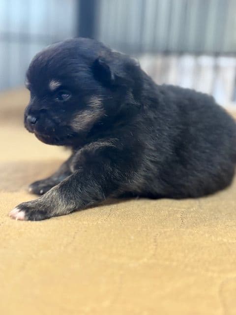 Pomeranian Puppies media 19