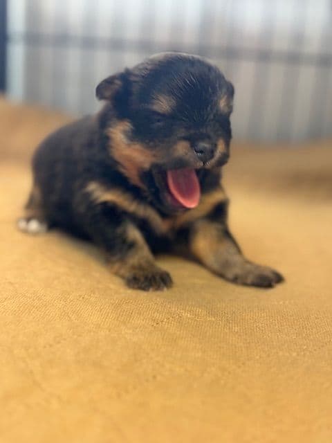 Pomeranian Puppies media 21