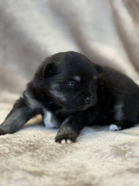 Pomeranian Puppies media 22