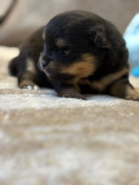 Pomeranian Puppies media 23