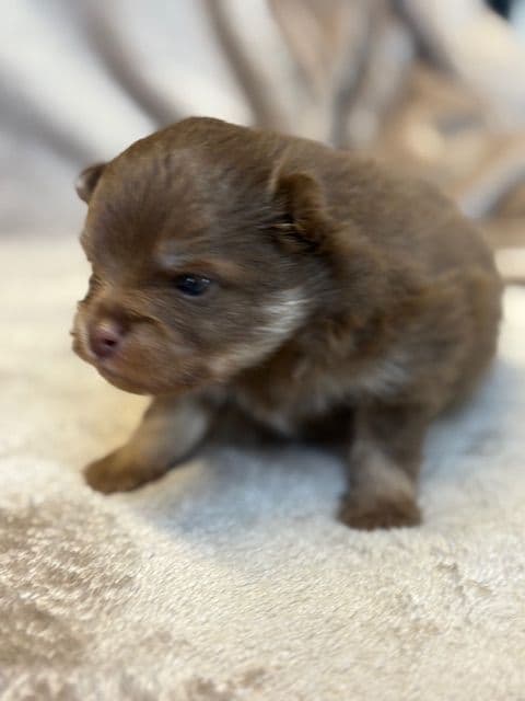 Pomeranian Puppies media 26