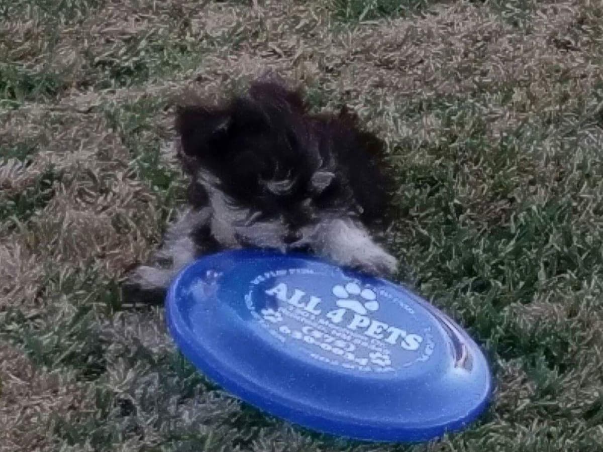 Miniature Schnauzer Puppies breeder image 27