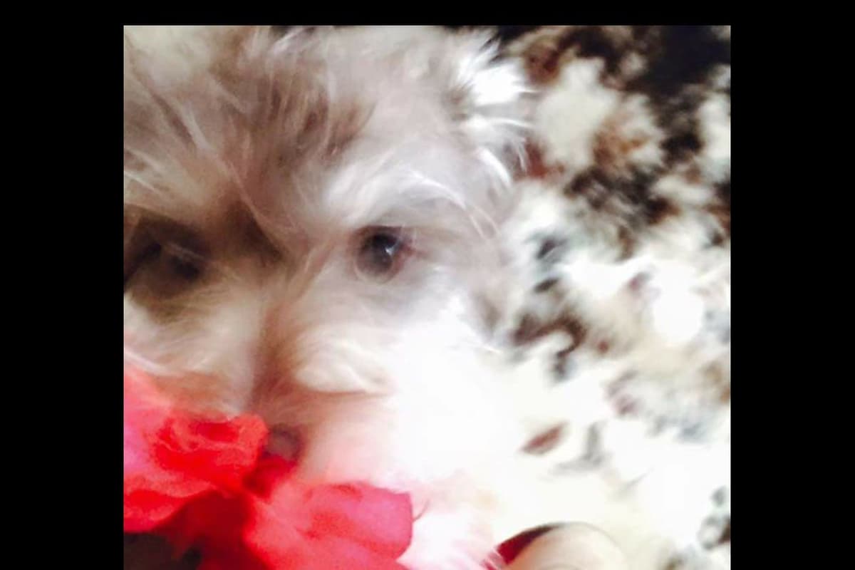 Miniature Schnauzer Puppies breeder image 24