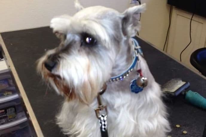 Miniature Schnauzer Puppies breeder image 22