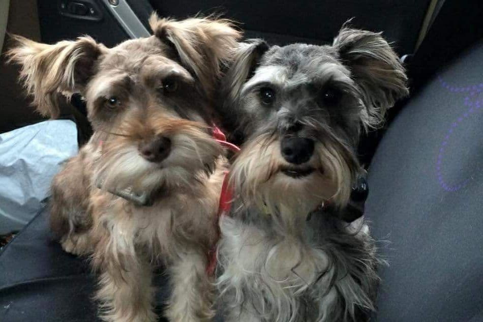 Miniature Schnauzer Puppies breeder image 21