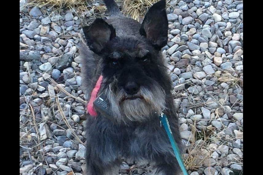 Miniature Schnauzer Puppies breeder image 18