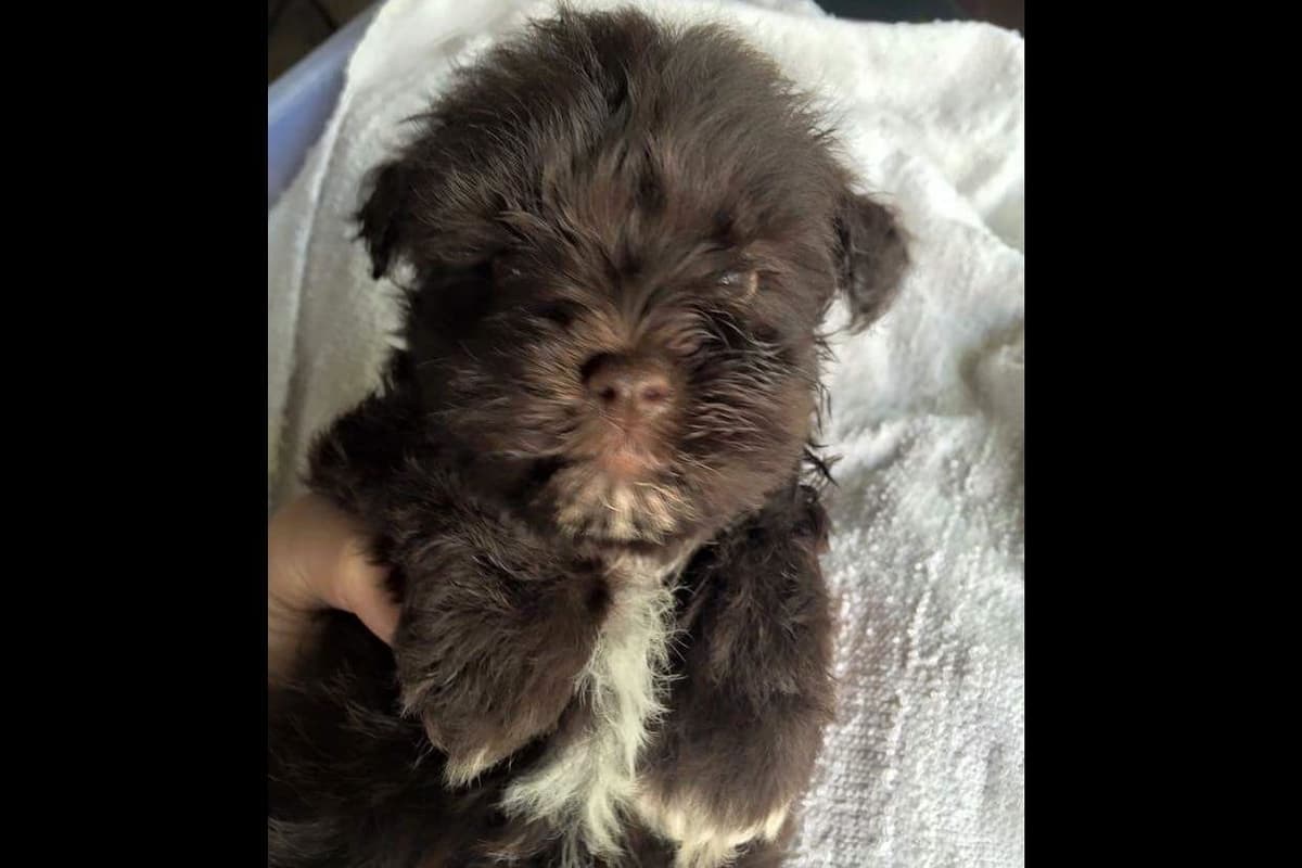 Miniature Schnauzer Puppies breeder image 20