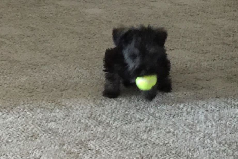Miniature Schnauzer Puppies breeder image 2