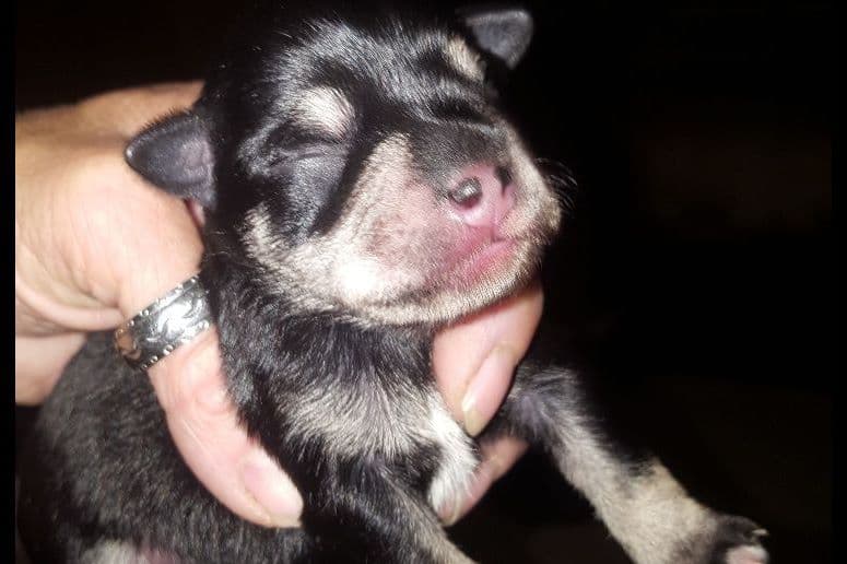 Miniature Schnauzer Puppies breeder image 16