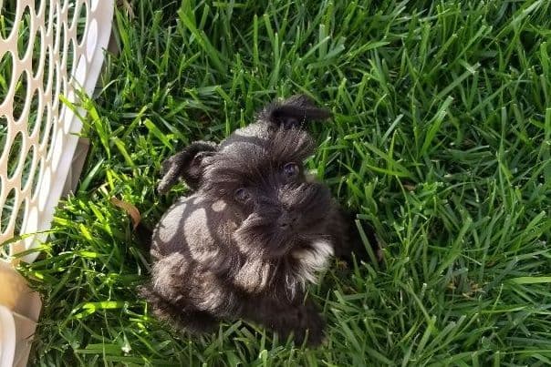 Miniature Schnauzer Puppies breeder image 15