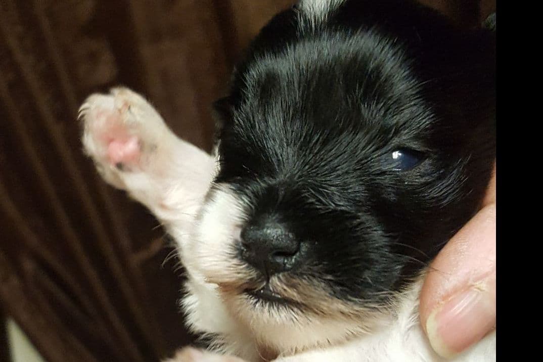 Miniature Schnauzer Puppies breeder image 14