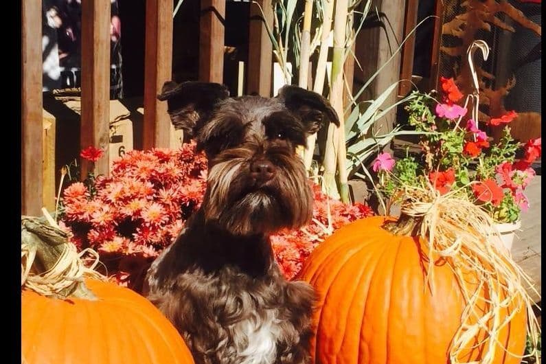 Miniature Schnauzer Puppies breeder image 13