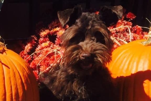 Miniature Schnauzer Puppies breeder image 12