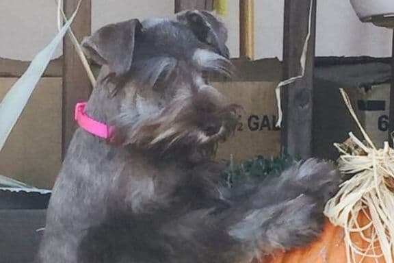 Miniature Schnauzer Puppies breeder image 11