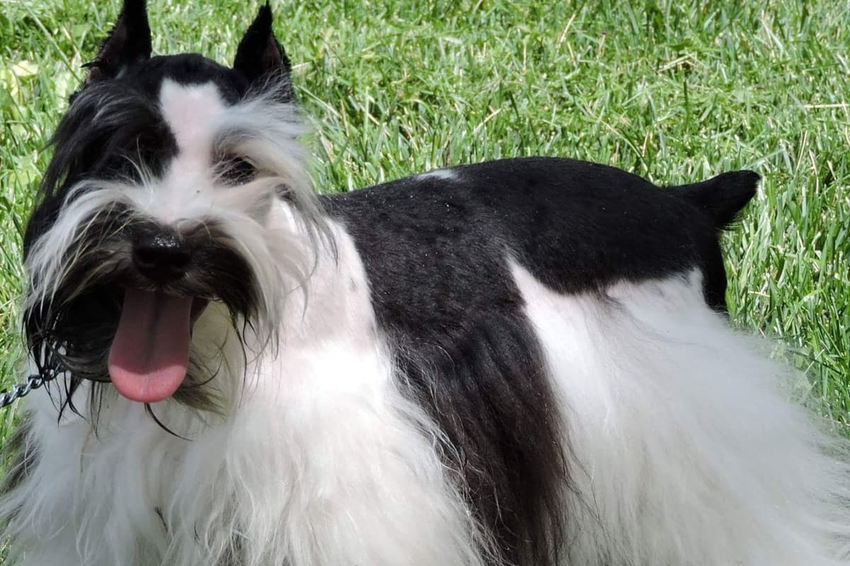 Miniature Schnauzer Puppies breeder image 10