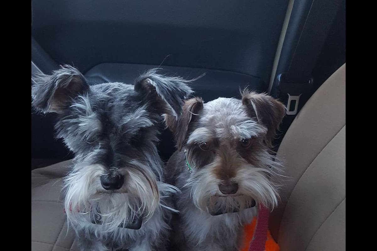 Miniature Schnauzer Puppies breeder image 9