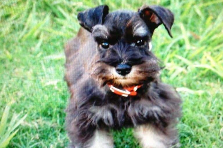 Miniature Schnauzer Puppies breeder image 8