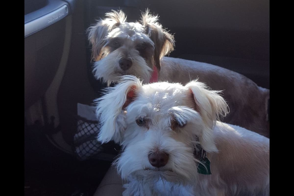 Miniature Schnauzer Puppies breeder image 7