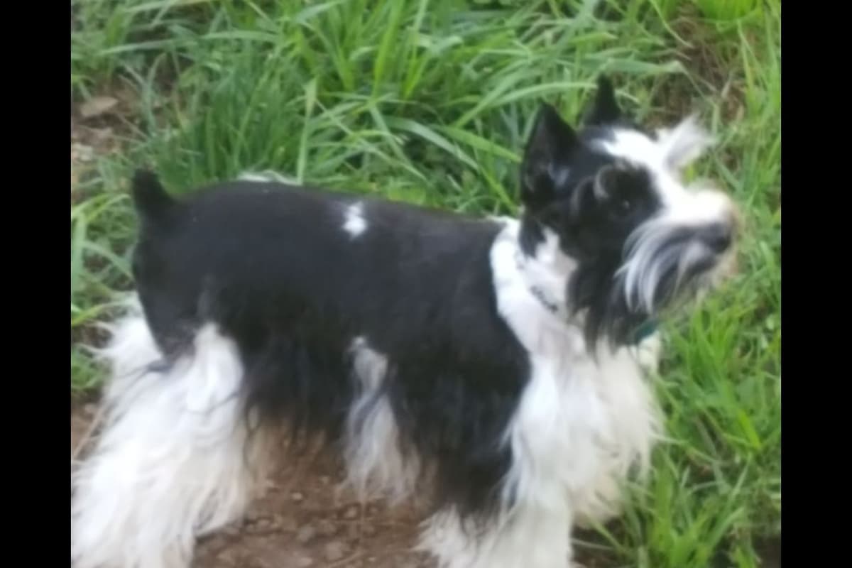 Miniature Schnauzer Puppies breeder image 6