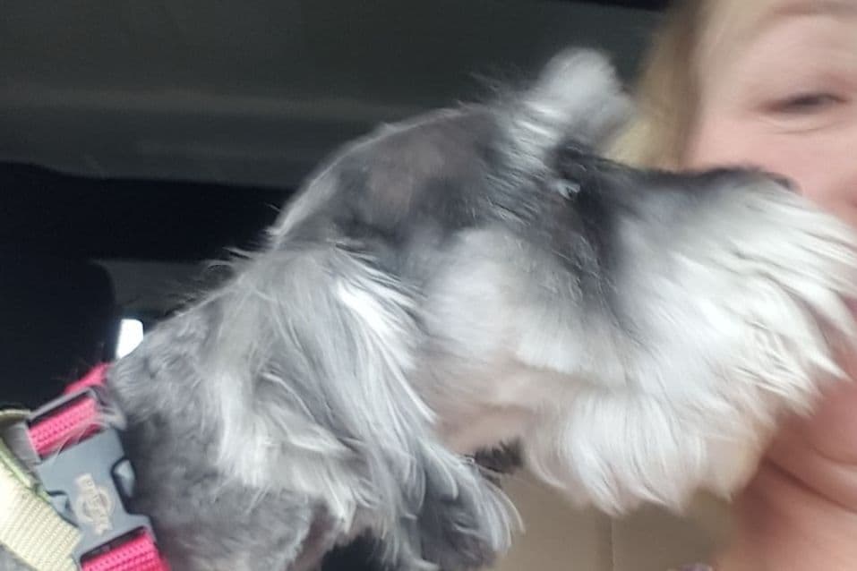 Miniature Schnauzer Puppies breeder image 5