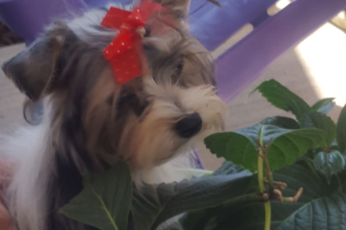 Miniature Schnauzer Puppies breeder image 4