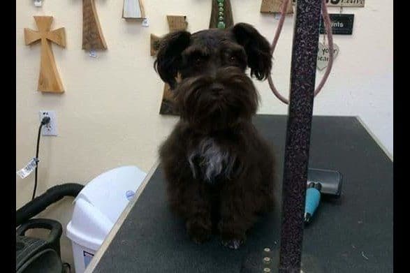 Miniature Schnauzer Puppies breeder image 28