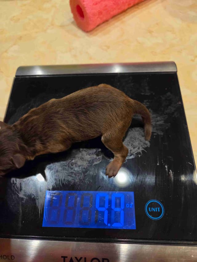Miniature Schnauzer Puppies media 2