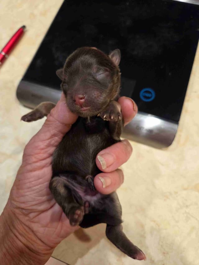 Miniature Schnauzer Puppies media 4
