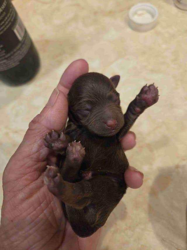 Miniature Schnauzer Puppies media 6