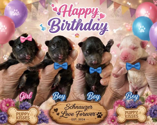 Miniature Schnauzer Puppies media 7