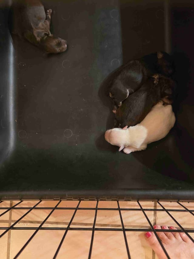 Miniature Schnauzer Puppies media 9