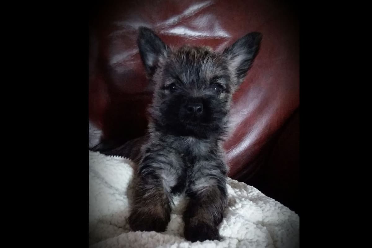 Cairn Terrier Puppies breeder image 2