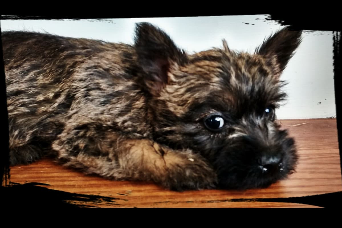 Cairn Terrier Puppies breeder image 3