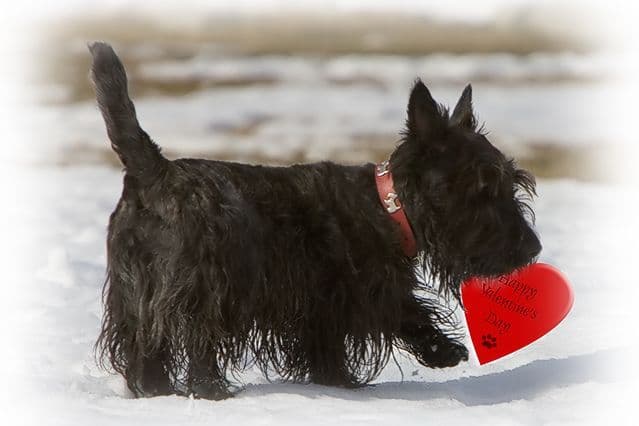 Cairn Terrier Puppies breeder image 4