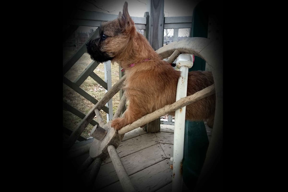 Cairn Terrier Puppies breeder image 1