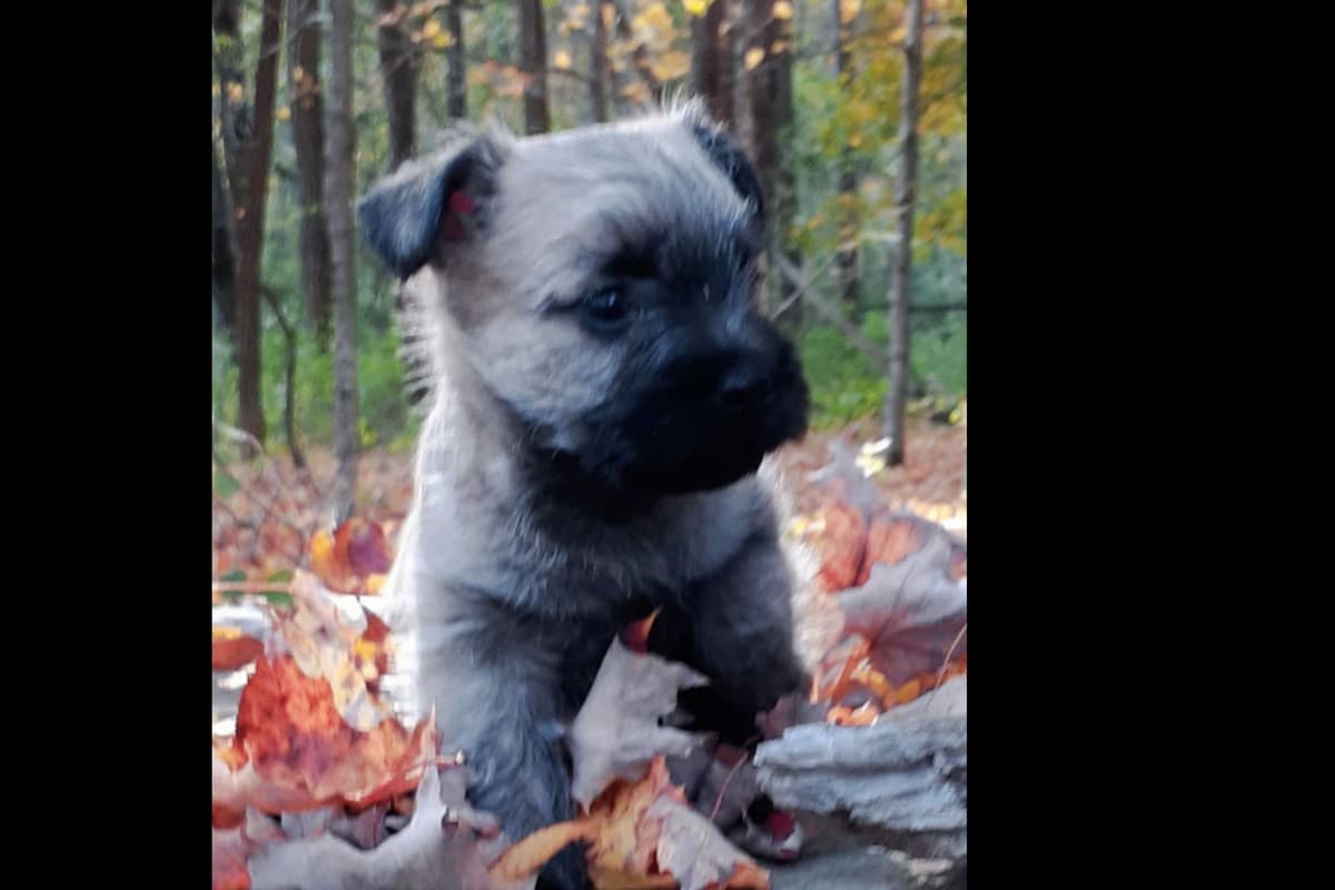 Cairn Terrier Puppies breeder image 5