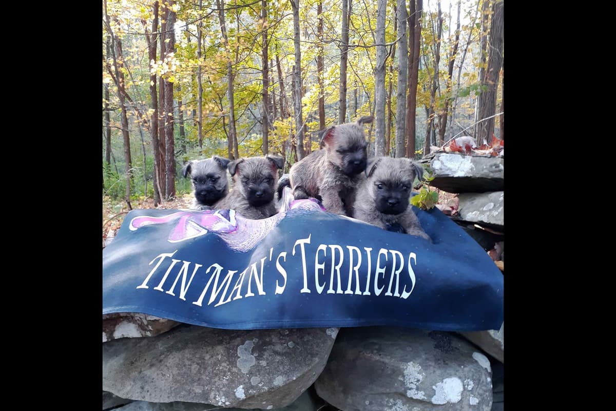 Cairn Terrier Puppies breeder image 6