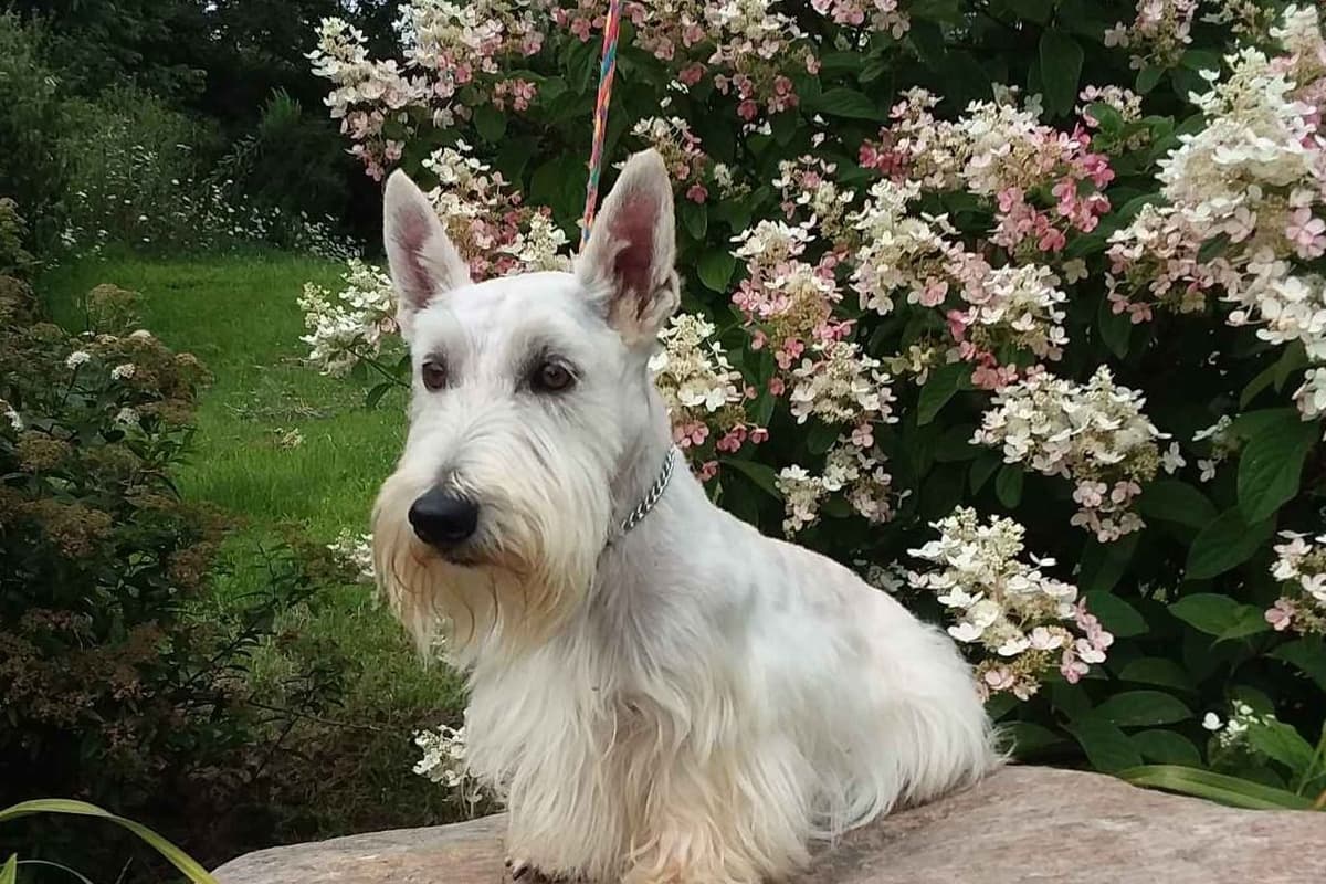 Cairn Terrier Puppies breeder image 7