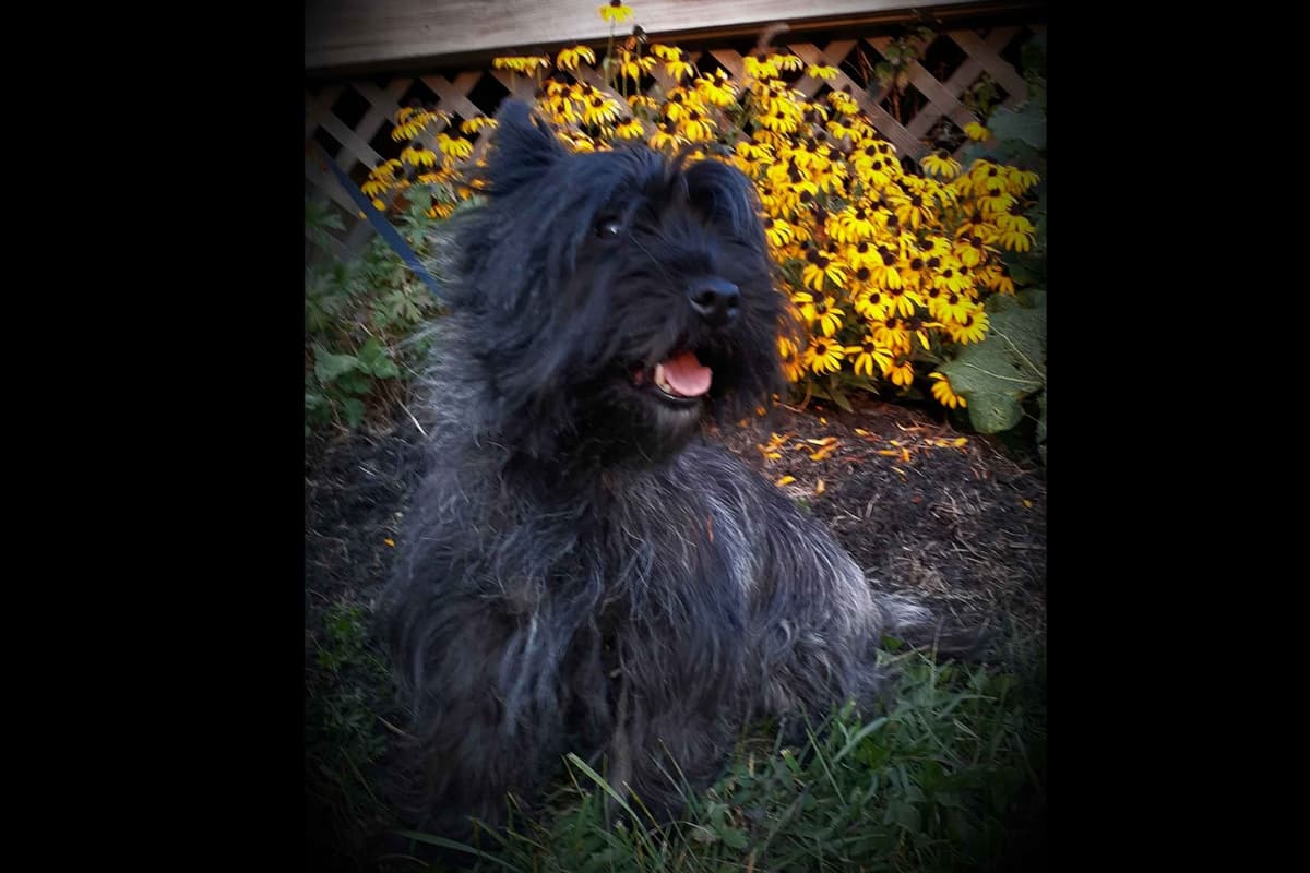 Cairn Terrier Puppies breeder image 8