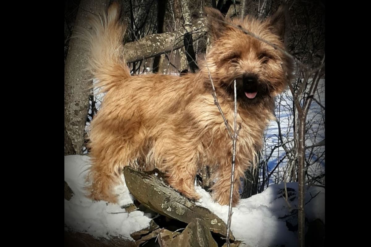 Cairn Terrier Puppies breeder image 9