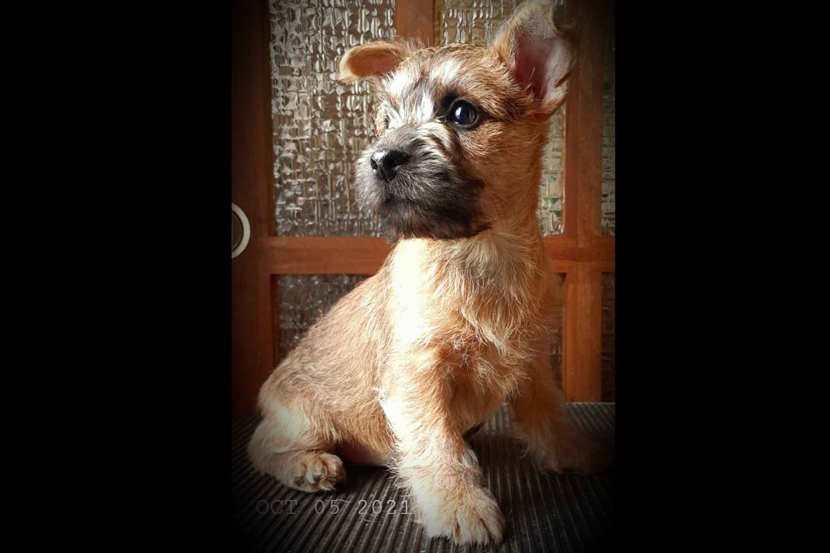 Cairn Terrier Puppies breeder image 10