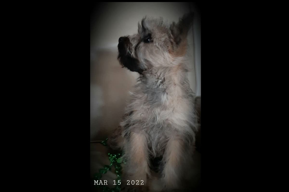 Cairn Terrier Puppies breeder image 12
