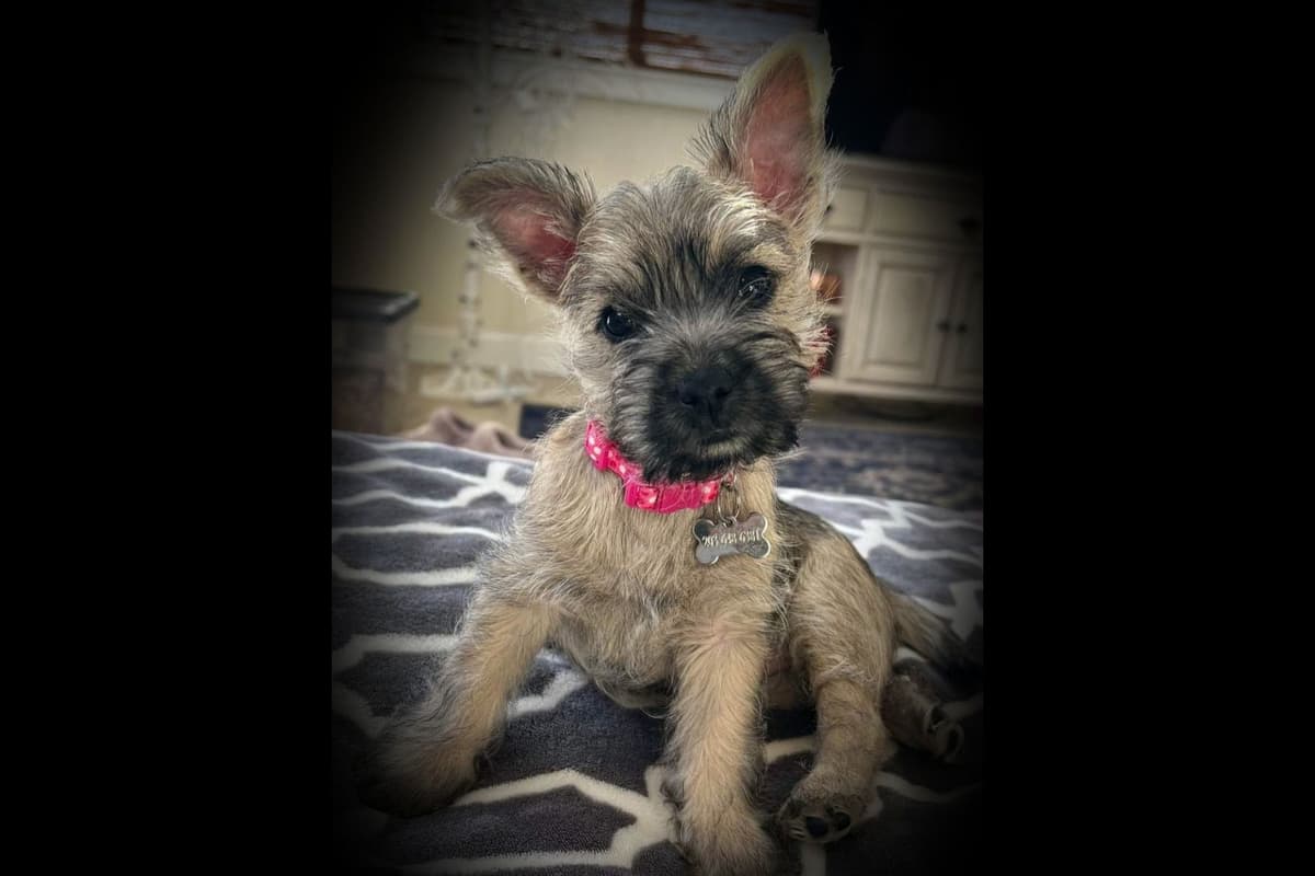 Cairn Terrier Puppies breeder image 13