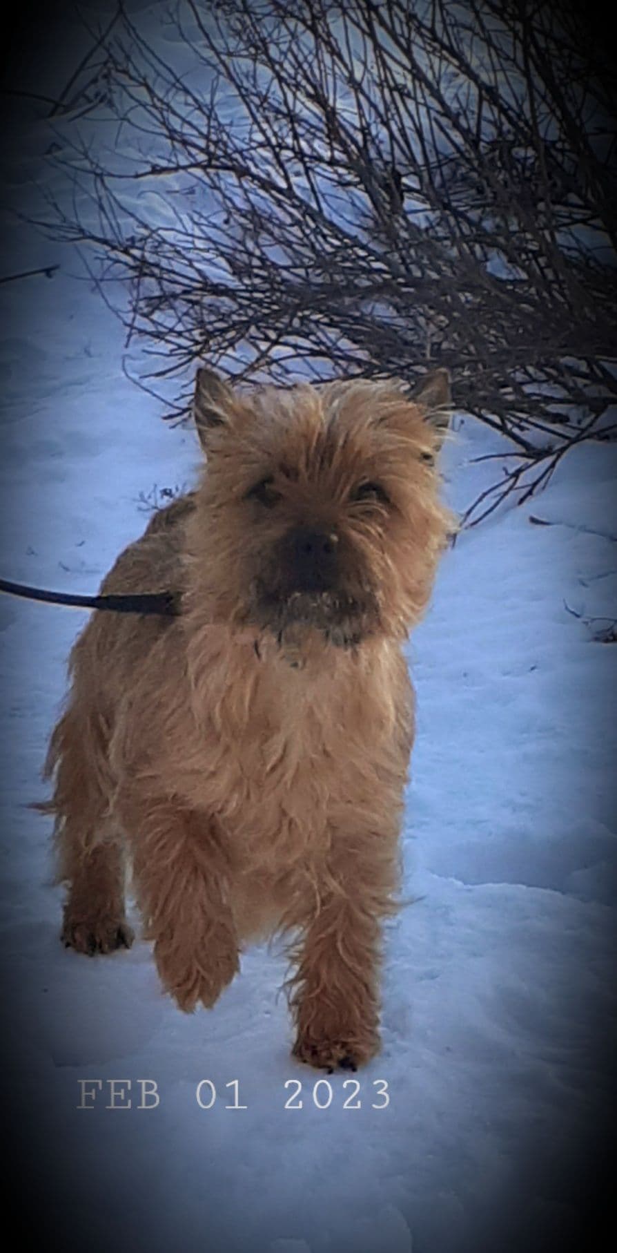 Cairn Terrier Puppies breeder image 14