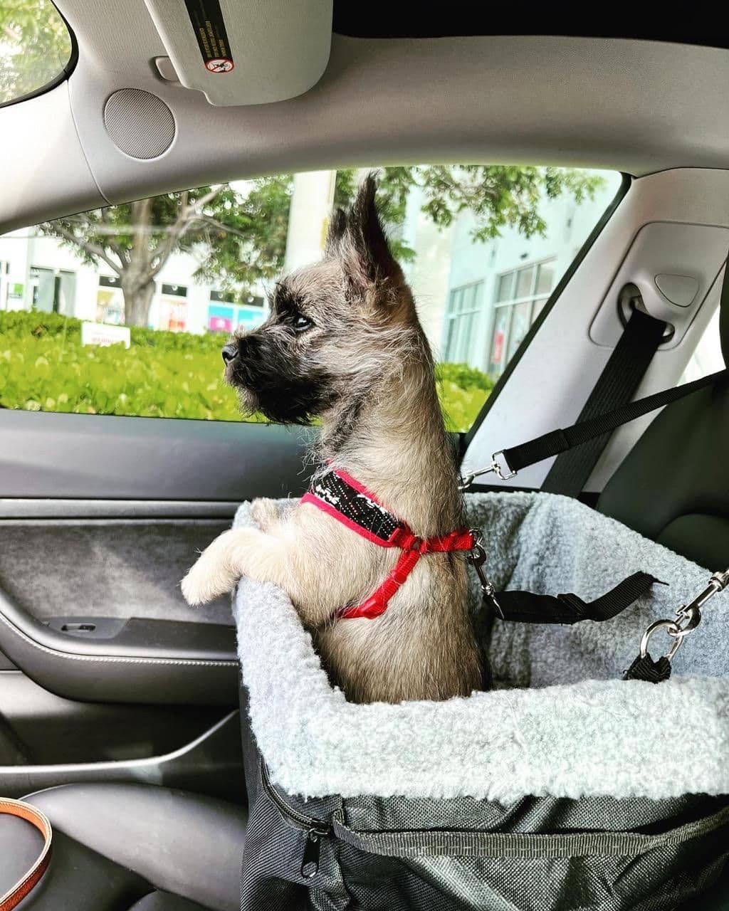 Cairn Terrier Puppies breeder image 15