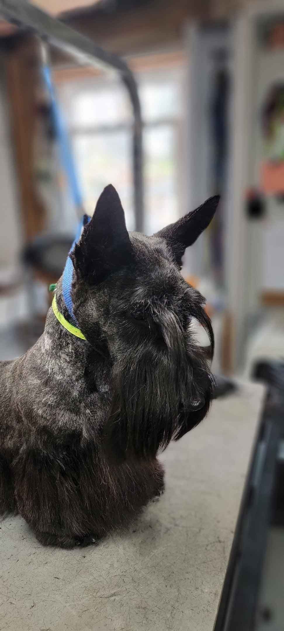 Cairn Terrier Puppies breeder image 16