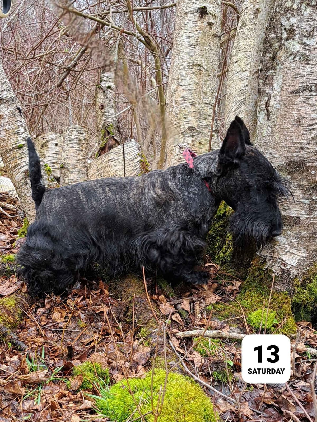 Cairn Terrier Puppies breeder image 17