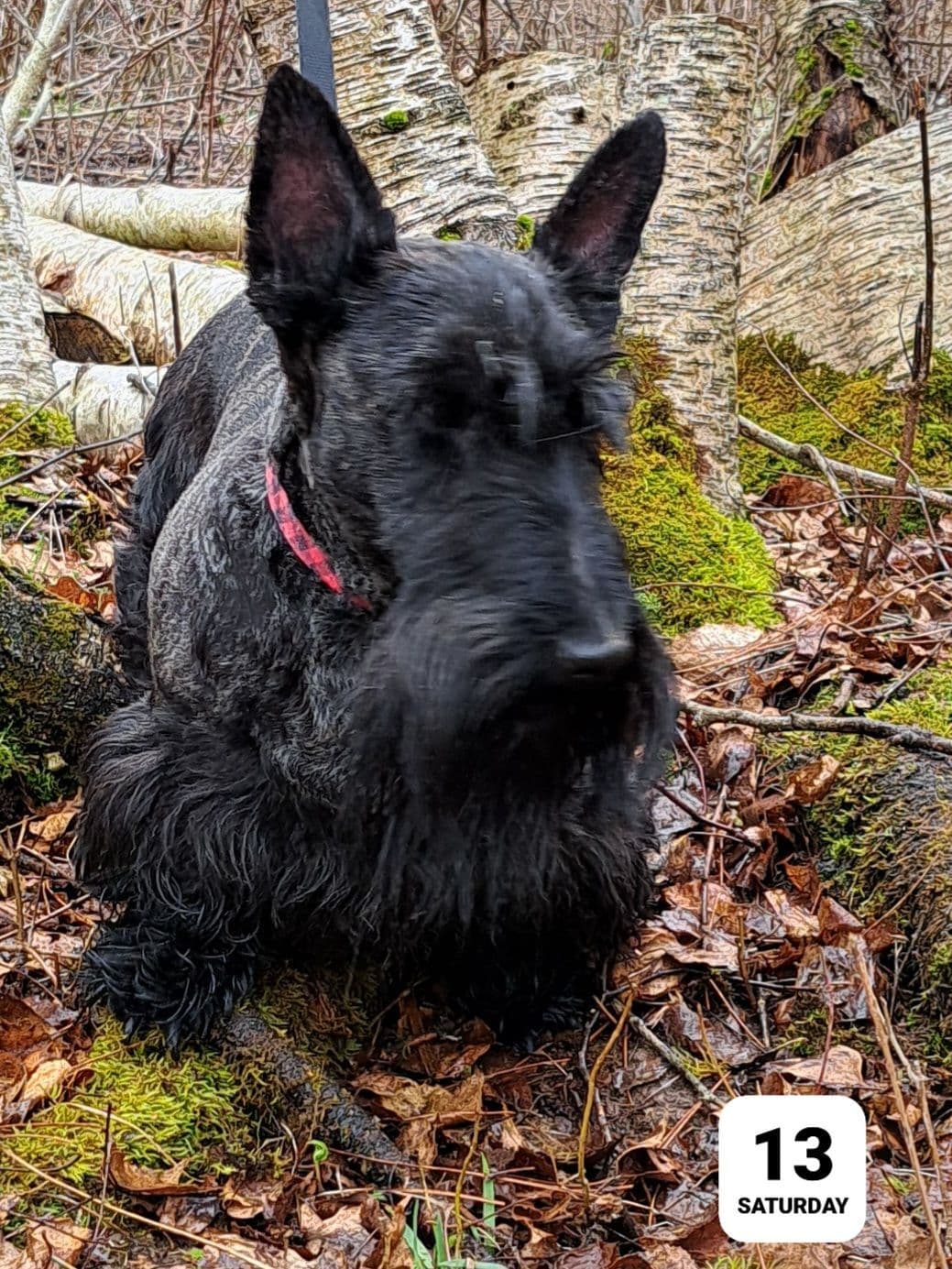 Cairn Terrier Puppies breeder image 18